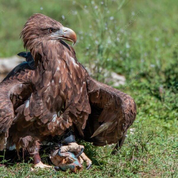 natura nature wild selvaggio aquila eagle