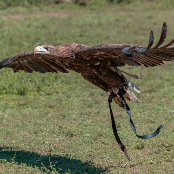 natura nature wild selvaggio aquila eagle