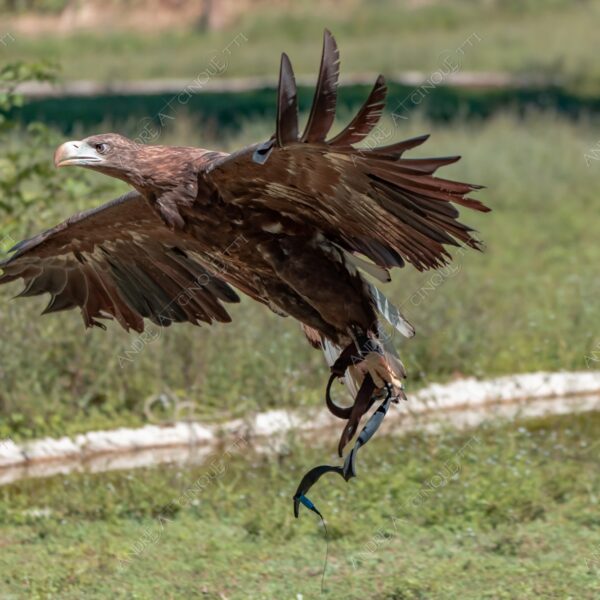natura nature wild selvaggio aquila eagle