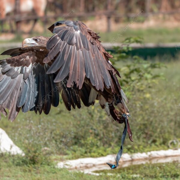natura nature wild selvaggio aquila eagle