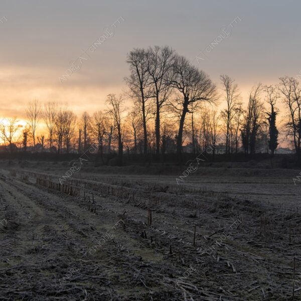 balbiano colturano campagna countryside alba sunrise tramonto sunset sundown crepuscolo twilght dusk nebbia fog foschia misty controluce backlit backlight profilo silhouette sole sun inverno winter brina frost rugiada dew