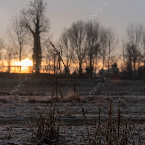 balbiano colturano campagna countryside alba sunrise tramonto sunset sundown crepuscolo twilght dusk nebbia fog foschia misty controluce backlit backlight profilo silhouette sole sun inverno winter brina frost rugiada dew