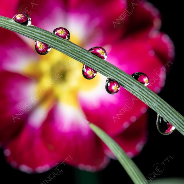 macro photography goccia gocce d'acqua water drop drops droplet droplets high speed sync studio photography riflessi reflections splash colori colours bounce bouncing primula primrose cowslip