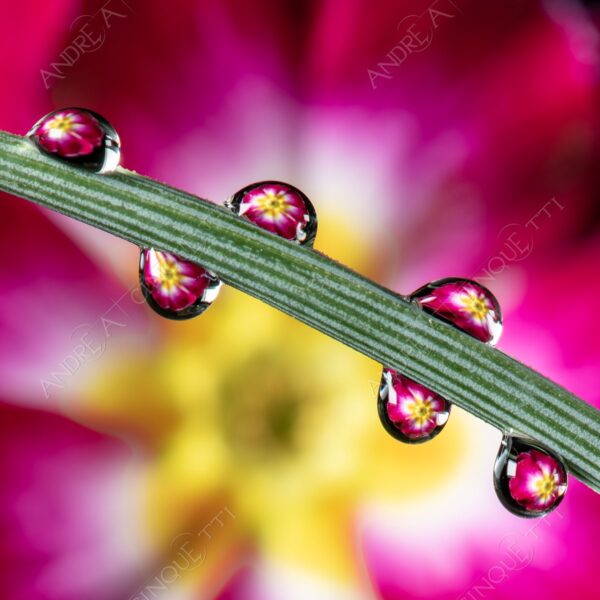 macro photography goccia gocce d'acqua water drop drops droplet droplets high speed sync studio photography riflessi reflections splash colori colours bounce bouncing primula primrose cowslip