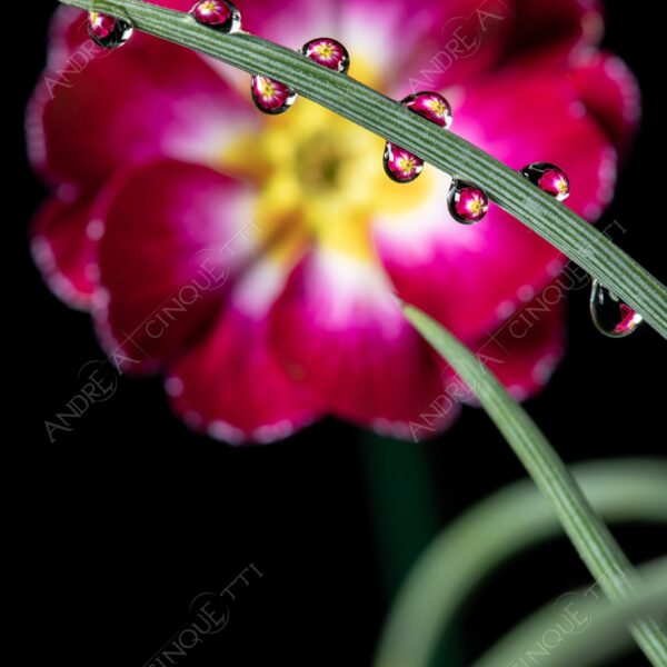 macro photography goccia gocce d'acqua water drop drops droplet droplets high speed sync studio photography riflessi reflections splash colori colours bounce bouncing primula primrose cowslip