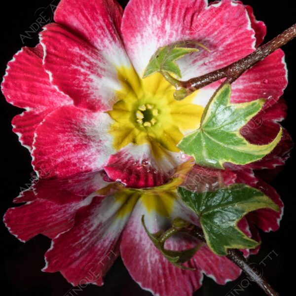 macro photography studio photography riflessi reflections primula primrose cowslip still life