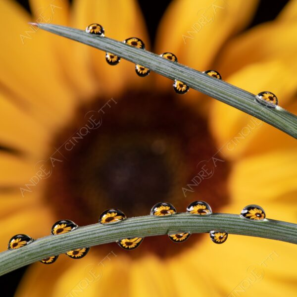 macro photography goccia gocce d'acqua water drop drops droplet droplets high speed sync studio photography riflessi reflections splash colori colours bounce bouncing girasole sunflower