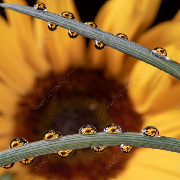 macro photography goccia gocce d'acqua water drop drops droplet droplets high speed sync studio photography riflessi reflections splash colori colours bounce bouncing girasole sunflower