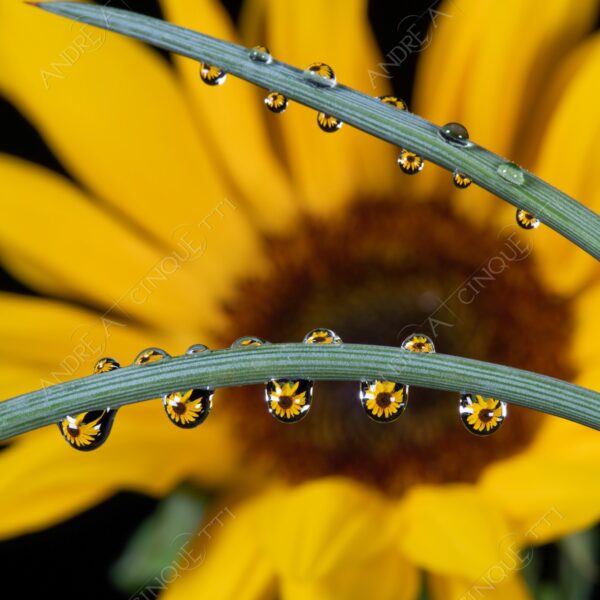 macro photography goccia gocce d'acqua water drop drops droplet droplets high speed sync studio photography riflessi reflections splash colori colours bounce bouncing girasole sunflower
