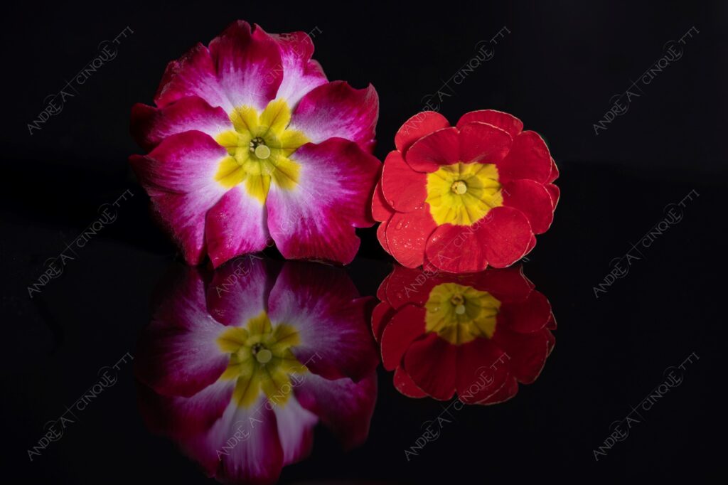 macro photography studio photography riflessi reflections primula primrose cowslip still life