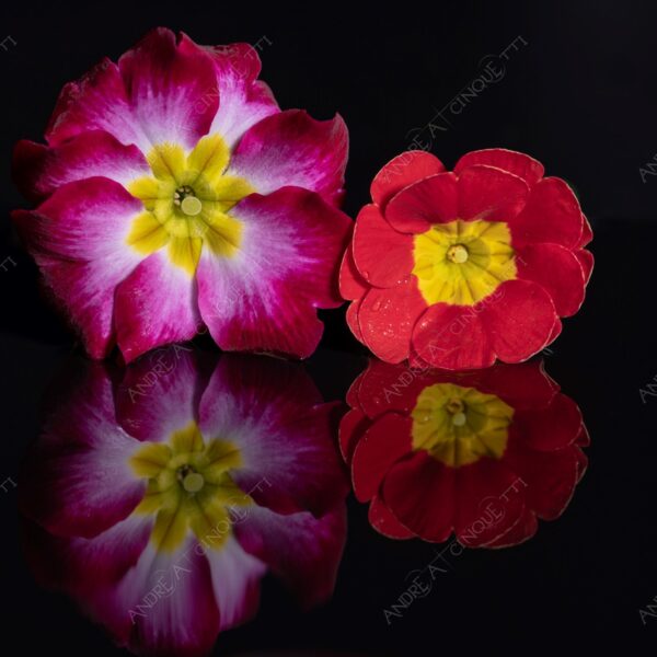 macro photography studio photography riflessi reflections primula primrose cowslip still life