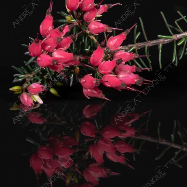 macro photography studio photography riflessi reflections still life