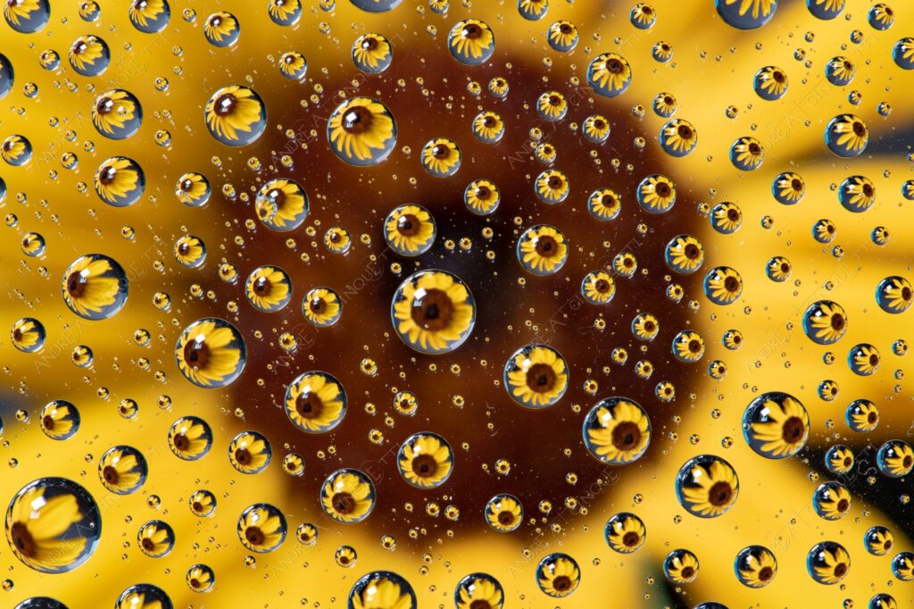 macro photography goccia gocce d'acqua water drop drops droplet droplets high speed sync studio photography riflessi reflections splash colori colours bounce bouncing girasole sunflower