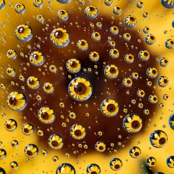 macro photography goccia gocce d'acqua water drop drops droplet droplets high speed sync studio photography riflessi reflections splash colori colours bounce bouncing girasole sunflower