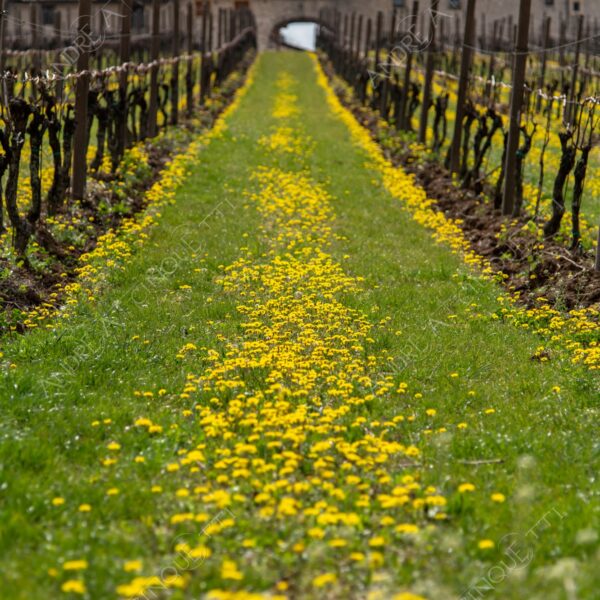 soave paesaggio landscape nuvole clouds temporale storm cloudy nuvoloso vigneti vineyards collina hill campi fields meadows sentiero taril path footpath