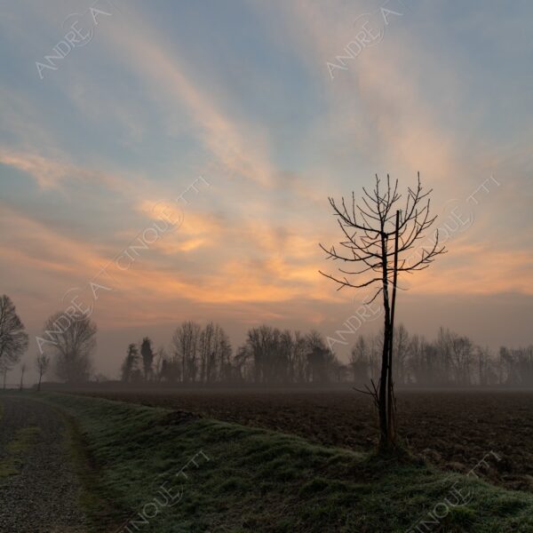 balbiano colturano campagna countryside alba sunrise tramonto sunset sundown crepuscolo twilght dusk nebbia fog foschia misty sole sun