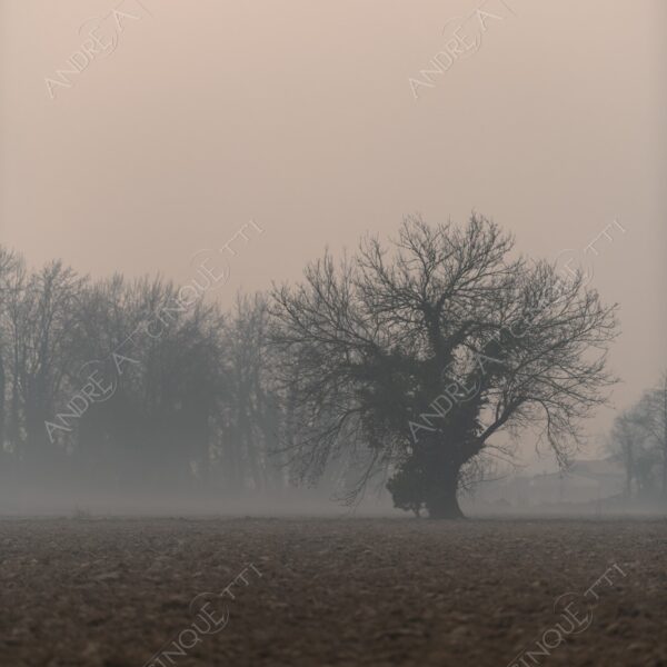 balbiano colturano campagna countryside alba sunrise tramonto sunset sundown crepuscolo twilght dusk nebbia fog foschia misty
