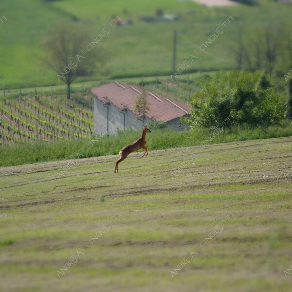 castelli del ducato di parma e piacenza castello castle torre tower antico ancient borgo borough village cervo cerbiatto deer selvaggio wild salto jump