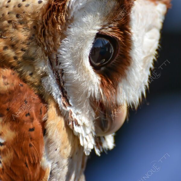 uccello bird rapace bird of prey natura nature wild civetta baio barbagianni baio barn owl bay owl