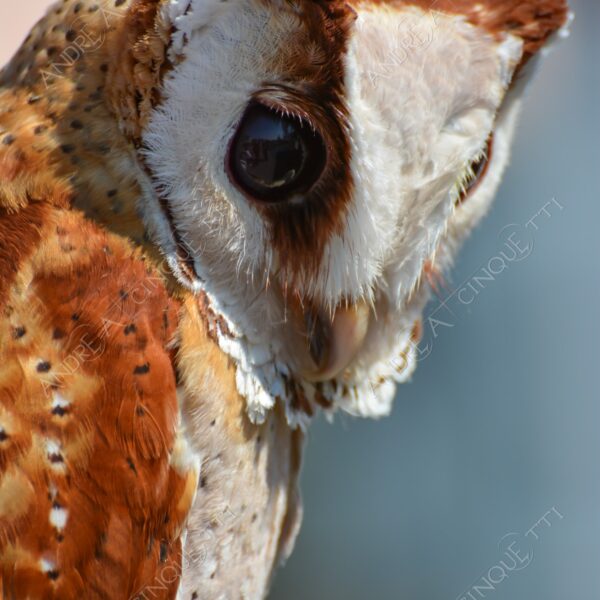 uccello bird rapace bird of prey natura nature wild civetta baio barbagianni baio barn owl bay owl