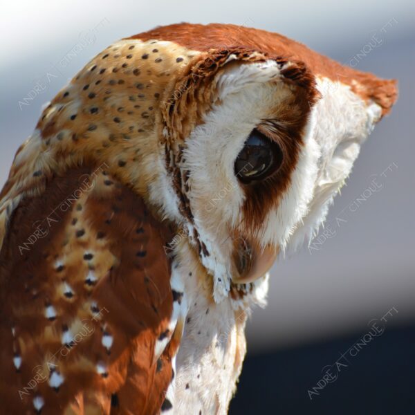 uccello bird rapace bird of prey natura nature wild civetta baio barbagianni baio barn owl bay owl
