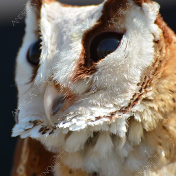 uccello bird rapace bird of prey natura nature wild civetta baio barbagianni baio barn owl bay owl