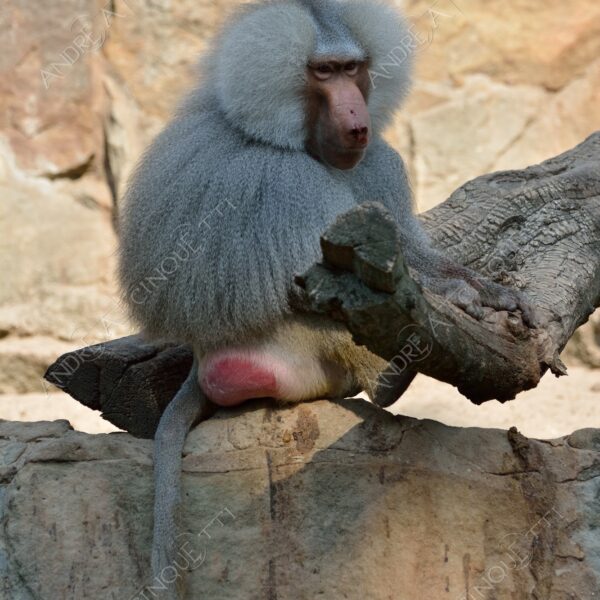 berlino berlin natura nature selvaggio mammifero mammal babbuino baboon