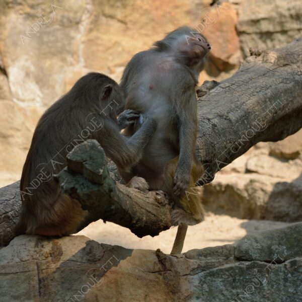 berlino berlin natura nature selvaggio mammifero mammal babbuino baboon