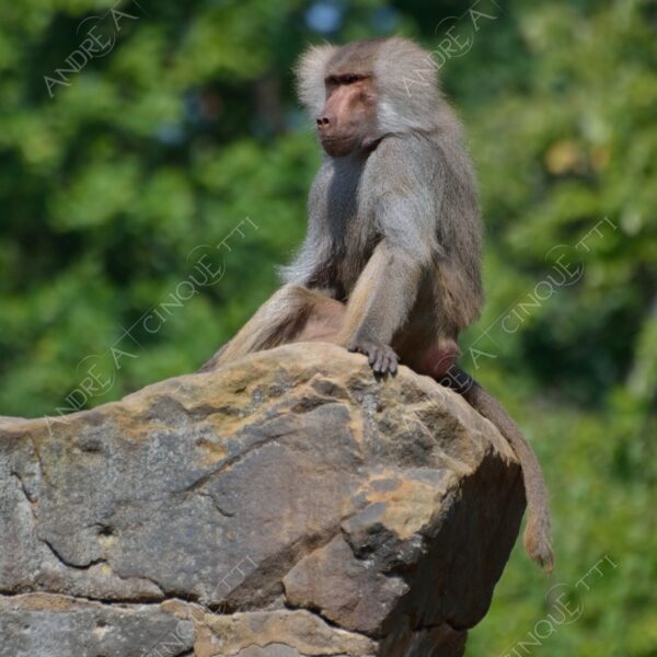 berlino berlin natura nature selvaggio mammifero mammal babbuino baboon