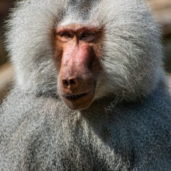 berlino berlin natura nature selvaggio mammifero mammal babbuino baboon