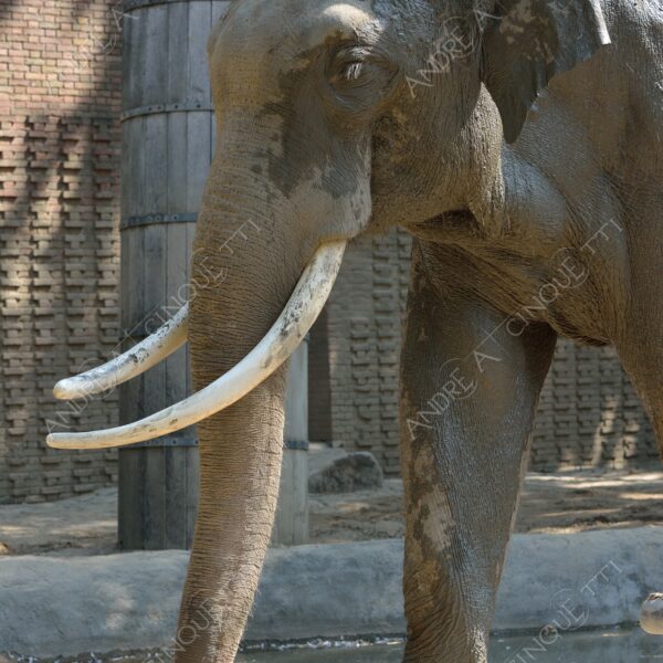 berlino berlin natura nature selvaggio mammifero mammal elefante elephant zanne fangs