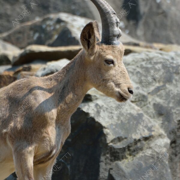 berlino berlin natura nature selvaggio mammifero mammal corna horn capra di montagna mountain goat