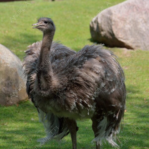 berlino berlin natura nature selvaggio wild uccello bird struzzo ostrich