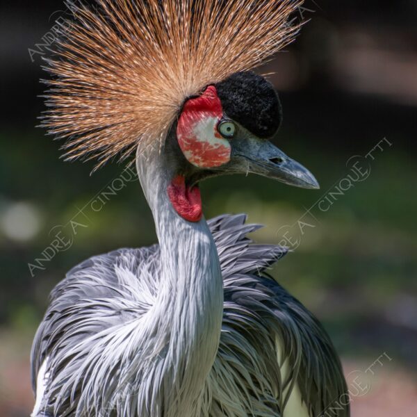 berlino berlin natura nature selvaggio wild uccello bird gru crane cresta crest gruidae