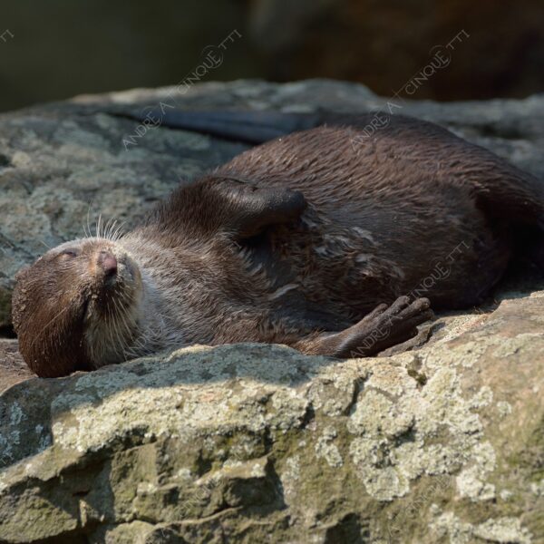 berlino berlin natura nature selvaggio wild lontra otter dormendo slepping pisolino nap