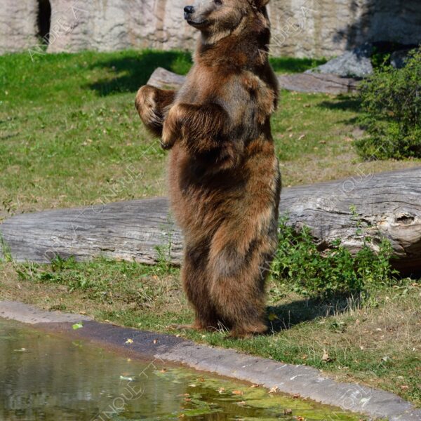 berlino berlin mammifero mammal natura nature selvaggio wild orso bear