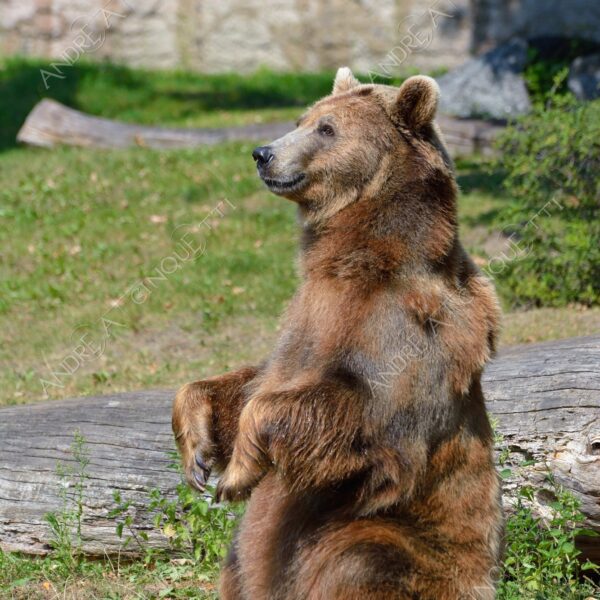 berlino berlin mammifero mammal natura nature selvaggio wild orso bear