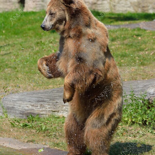 berlino berlin mammifero mammal natura nature selvaggio wild orso bear