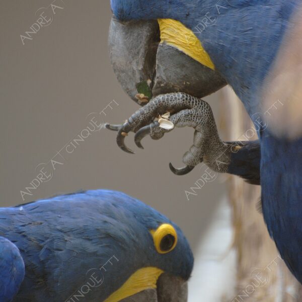 berlino berlin leone natura nature selvaggio wild pappagallo paro parrot ara blu blue ara