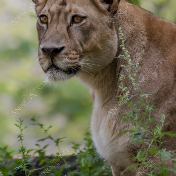 berlino berlin leone lion leonessa lioness mammifero mammal felino felin catlike natura nature selvaggio wild