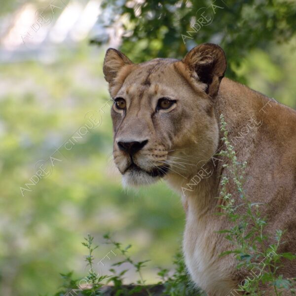 berlino berlin leone lion leonessa lioness mammifero mammal felino felin catlike natura nature selvaggio wild