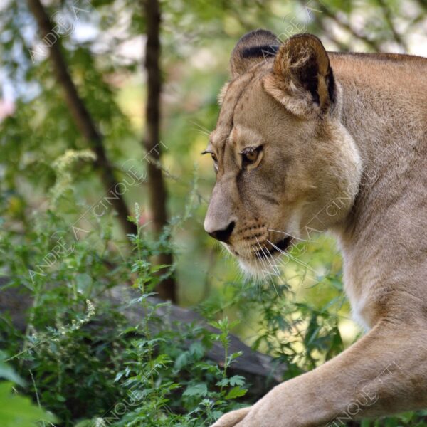 berlino berlin leone lion leonessa lioness mammifero mammal felino felin catlike natura nature selvaggio wild
