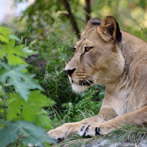 berlino berlin leone lion leonessa lioness mammifero mammal felino felin catlike natura nature selvaggio wild