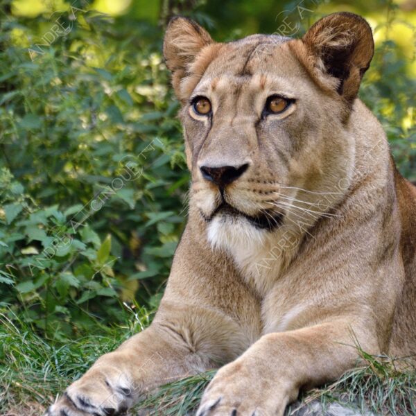 berlino berlin leone lion leonessa lioness mammifero mammal felino felin catlike natura nature selvaggio wild