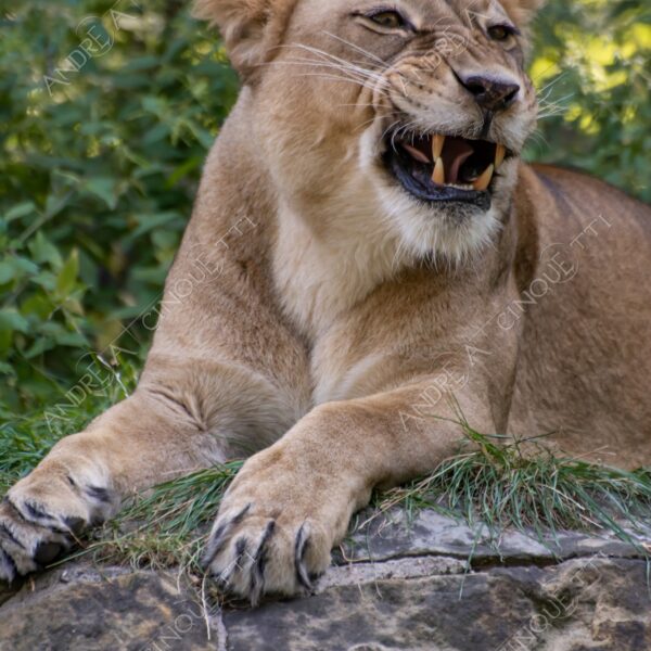 berlino berlin leone lion leonessa lioness mammifero mammal felino felin catlike natura nature selvaggio wild