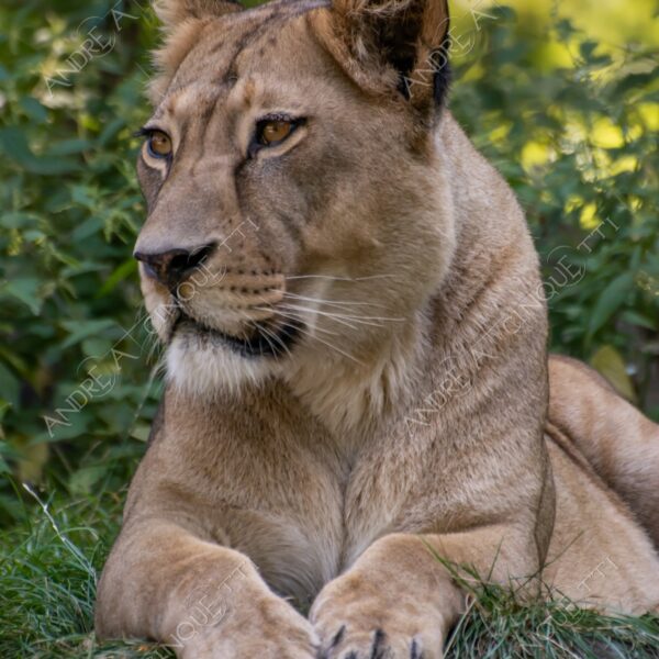 berlino berlin leone lion leonessa lioness mammifero mammal felino felin catlike natura nature selvaggio wild
