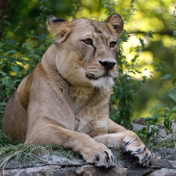 berlino berlin leone lion leonessa lioness mammifero mammal felino felin catlike natura nature selvaggio wild