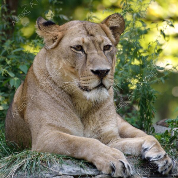 berlino berlin leone lion leonessa lioness mammifero mammal felino felin catlike natura nature selvaggio wild