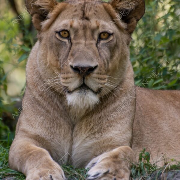 berlino berlin leone lion leonessa lioness mammifero mammal felino felin catlike natura nature selvaggio wild