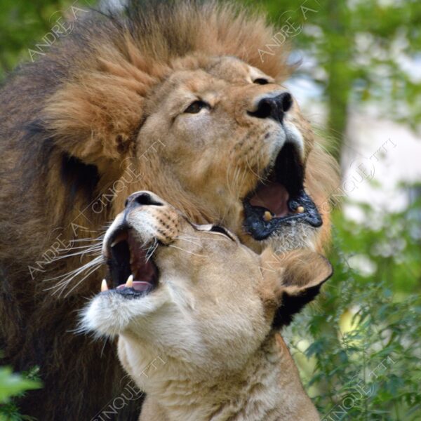 berlino berlin leone lion leonessa lioness mammifero mammal felino felin catlike natura nature selvaggio wild